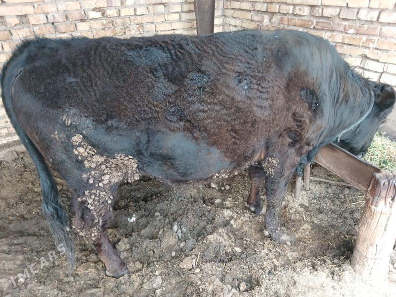 okuz - Babadaýhan - img 1