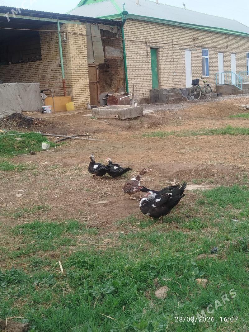 indawutga ördek - Векильбазар - img 1