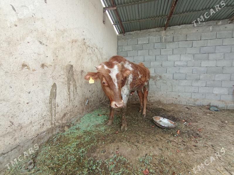 ÖKÜZ - Büzmeýin - img 1