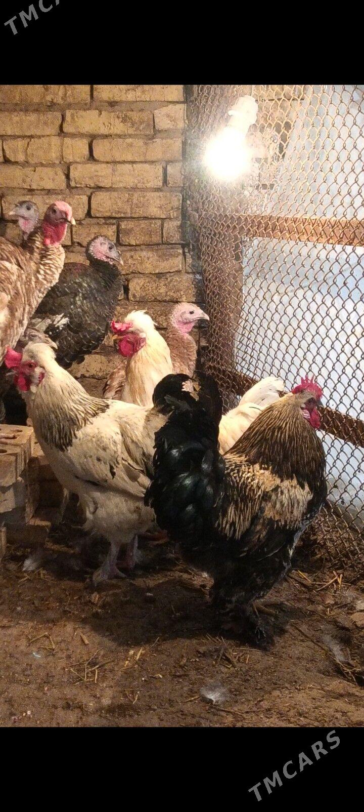 horaz - Wekilbazar - img 1