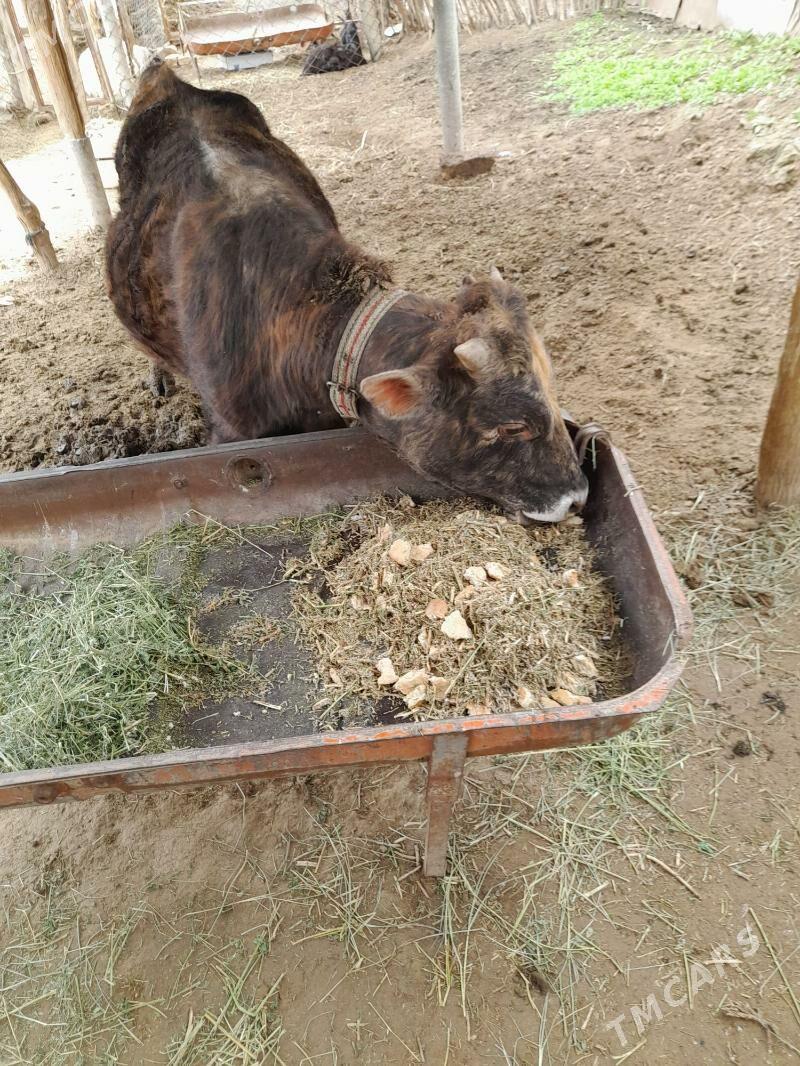 dargyl okuz - Babadaýhan - img 1