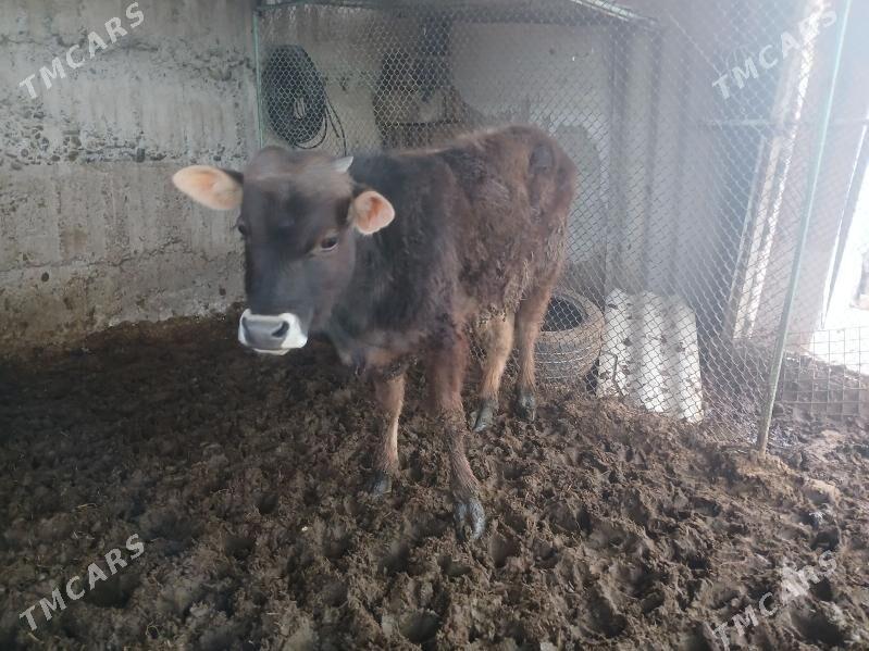 okuz swes - Ak bugdaý etraby - img 1