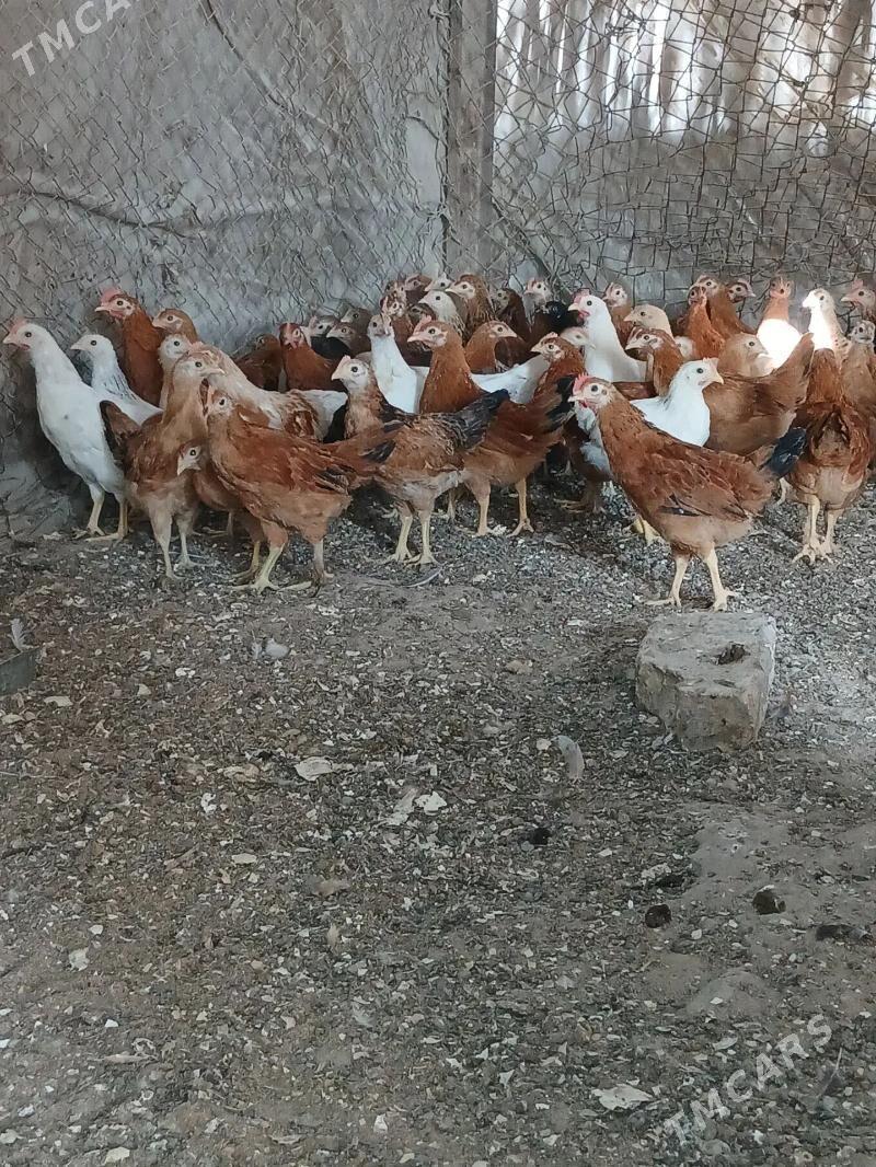 Yas Juyjeler - Sakarçäge - img 1