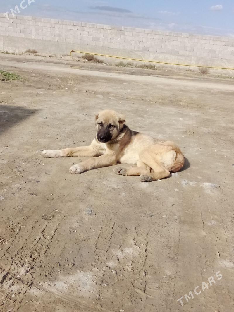 Türkmen Güjik - Bäherden - img 1