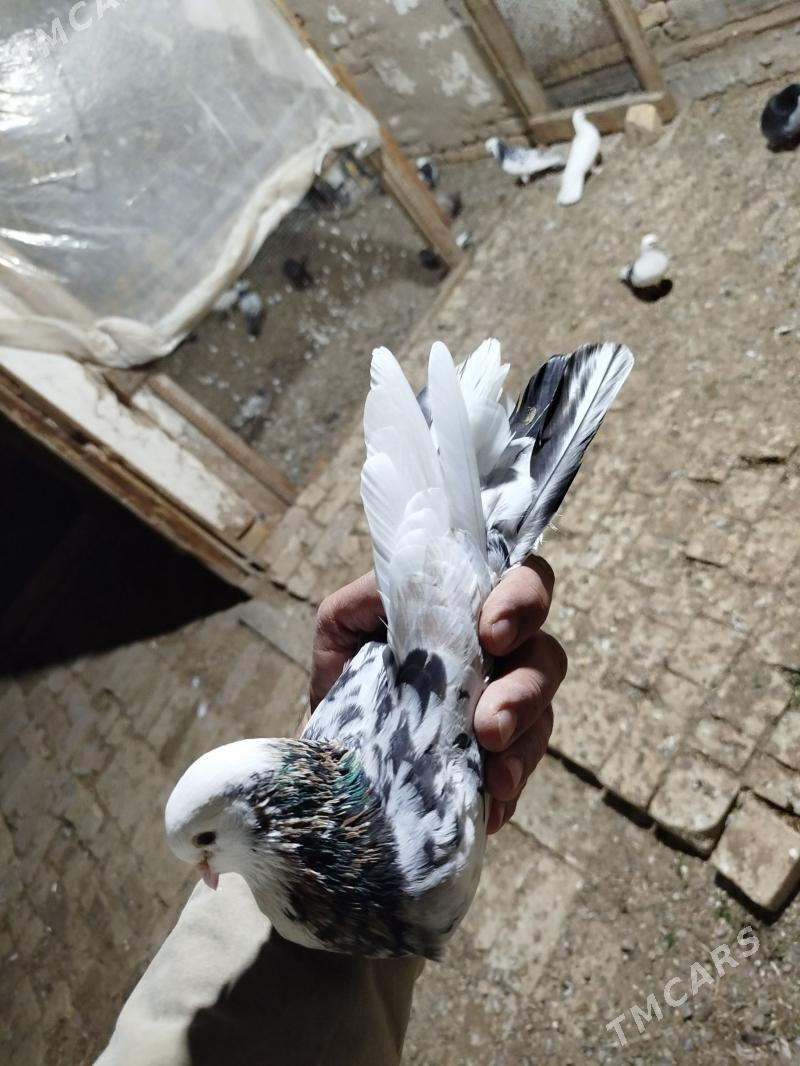 kepderi - Мары - img 1