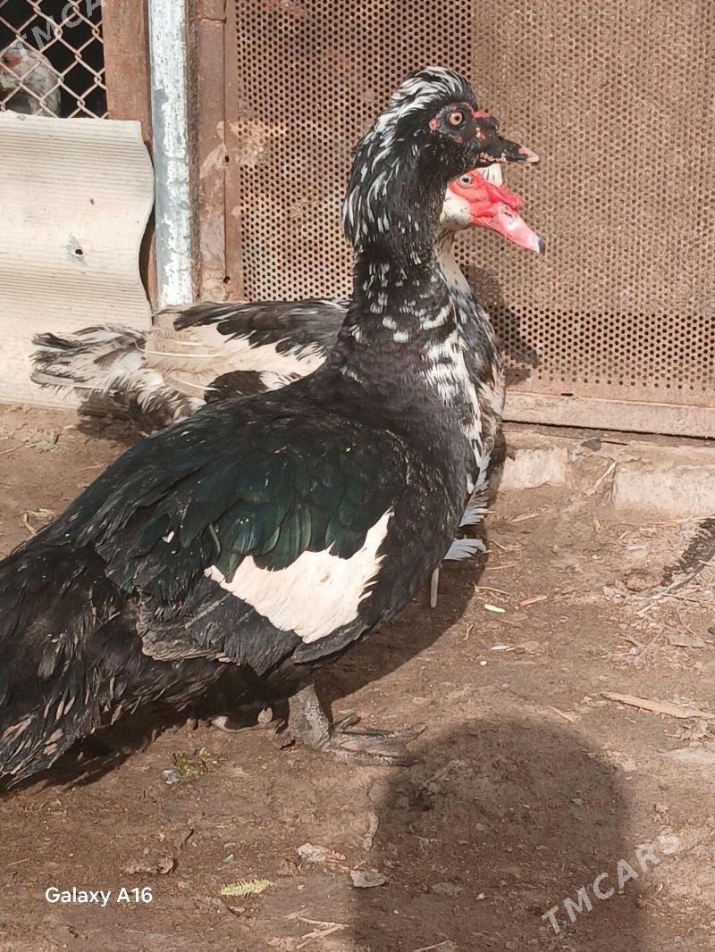 Indawutga gara kekeç - Mary - img 1