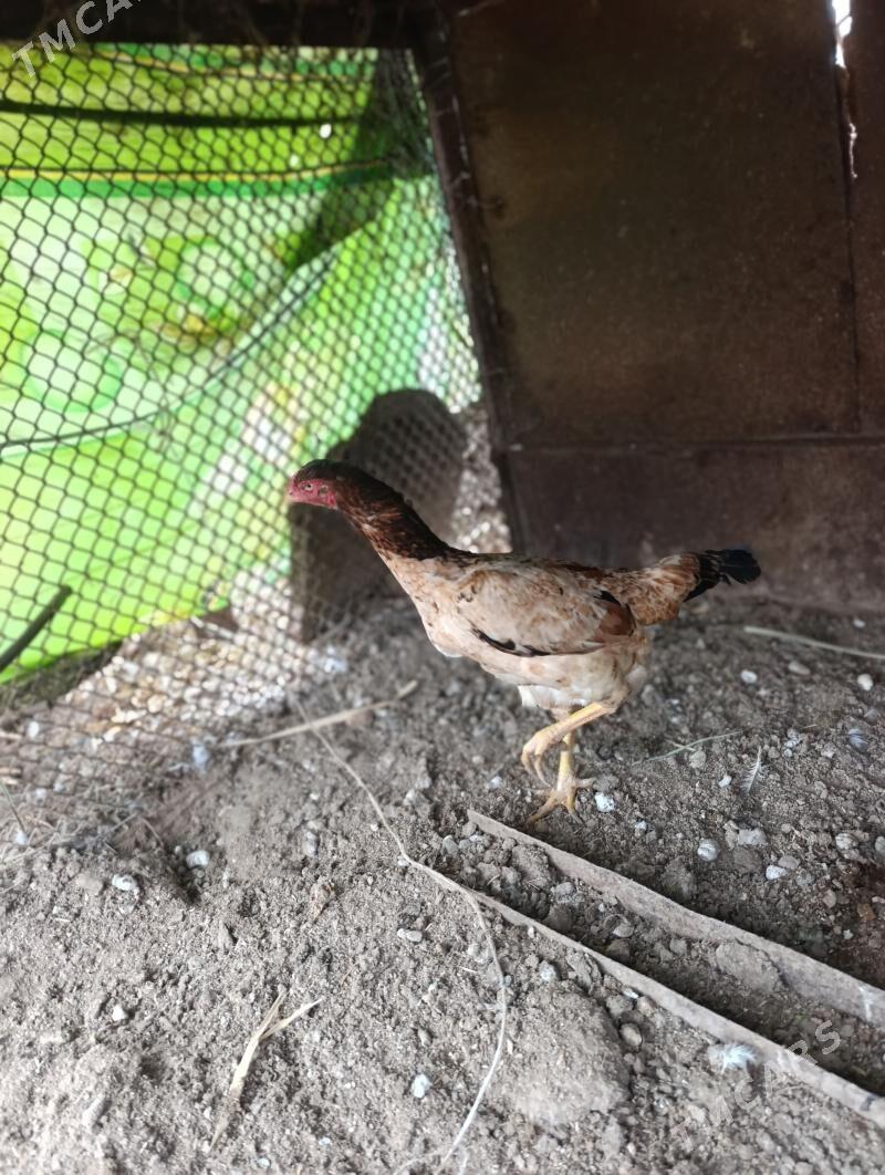 TOWUK - Türkmenabat - img 1