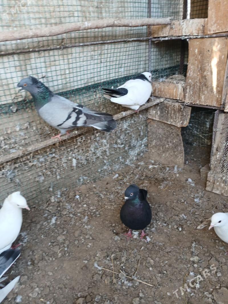 kepderi - Сакарчага - img 1