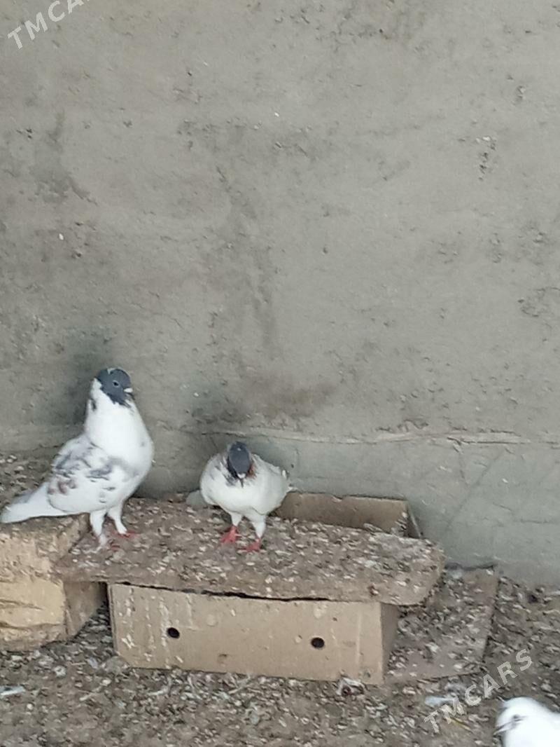 Kepderi - Mary - img 1