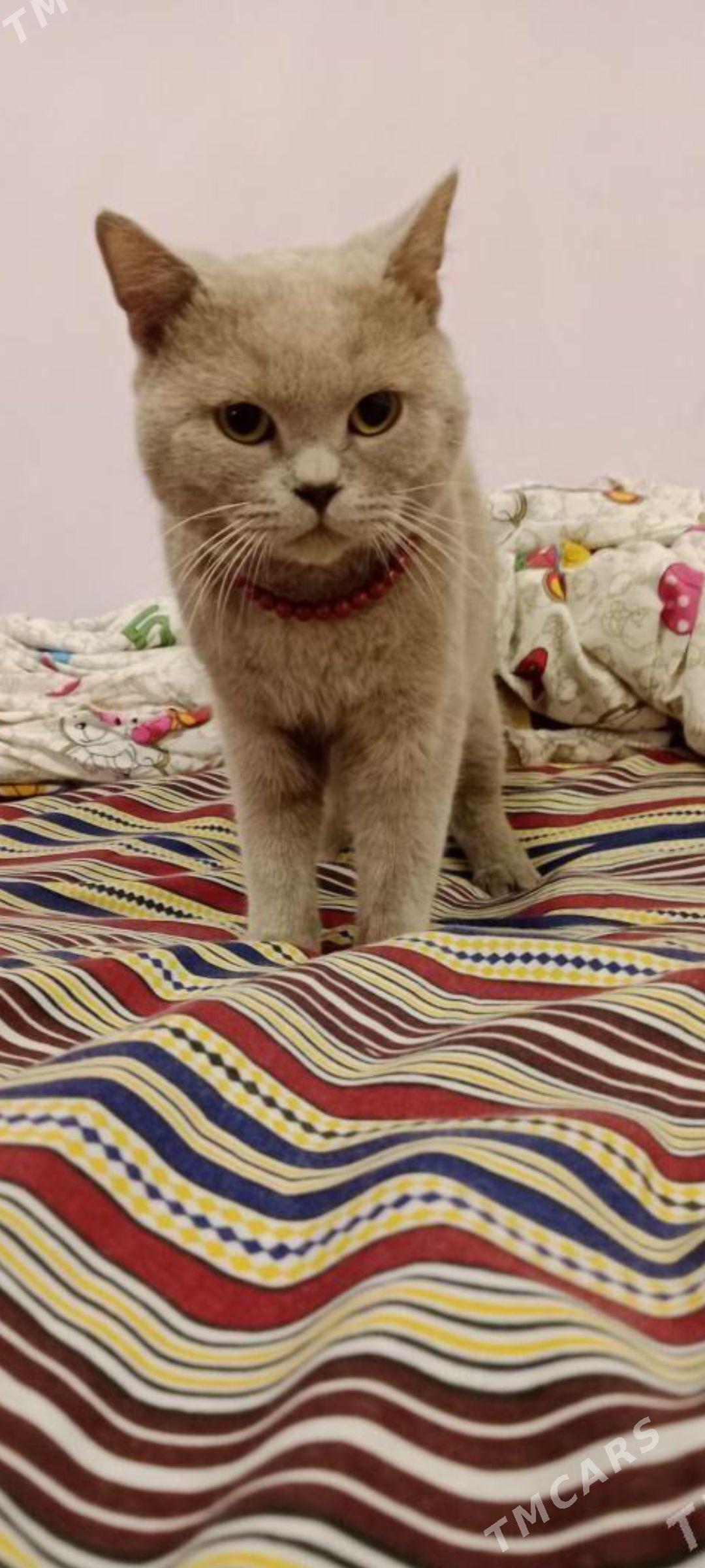 paroda pisik - Baýramaly - img 1