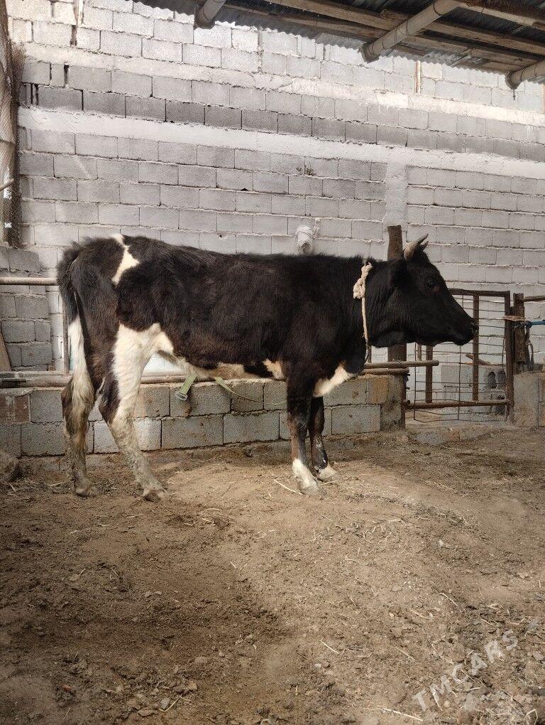 Sygr Tüwe - Aşgabat - img 1