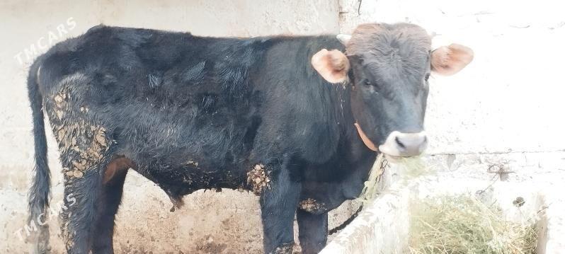 okuz - Бахарден - img 1