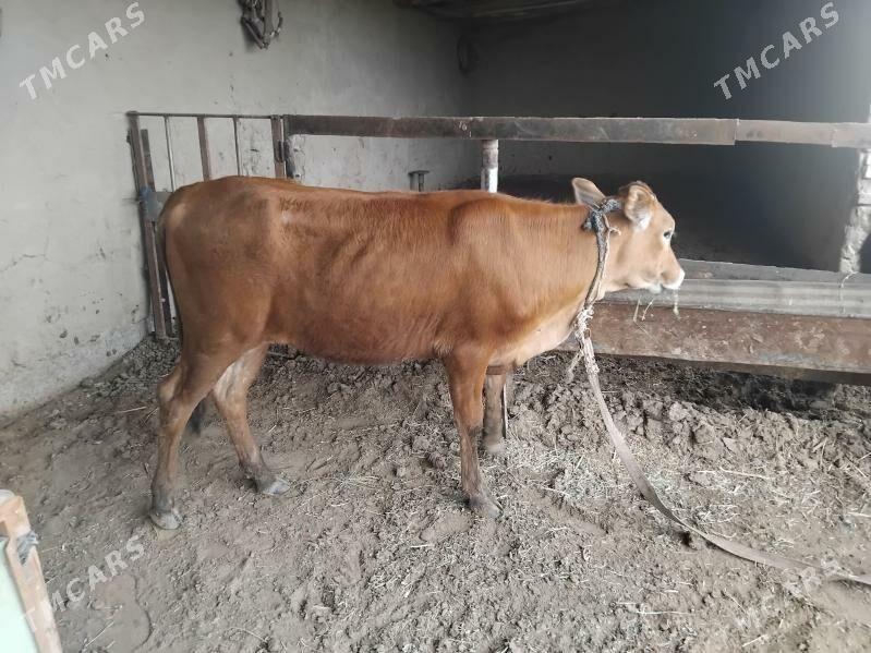 Gulajyn - Сакарчага - img 1