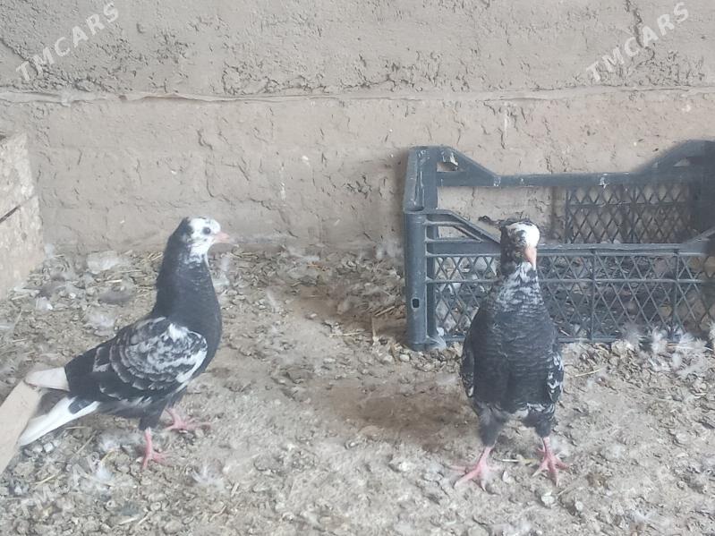 Kepderi - Mary - img 1