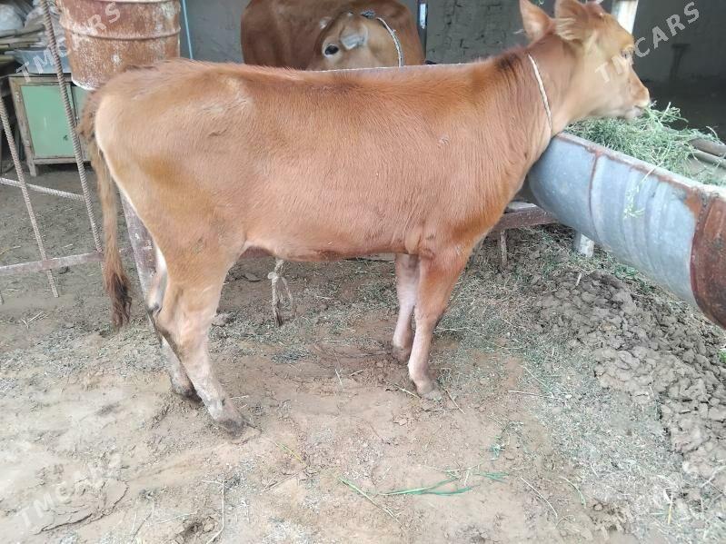 Gulajyn - Сакарчага - img 1