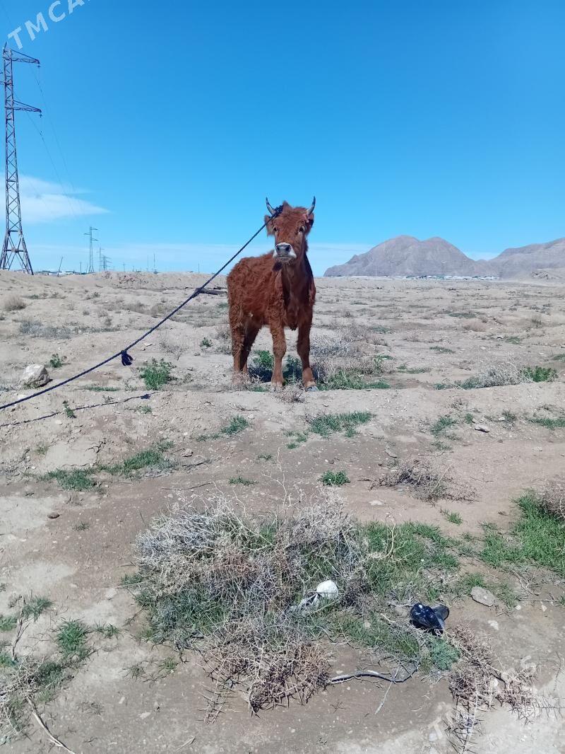 2 yaş gaçar - Балканабат - img 1