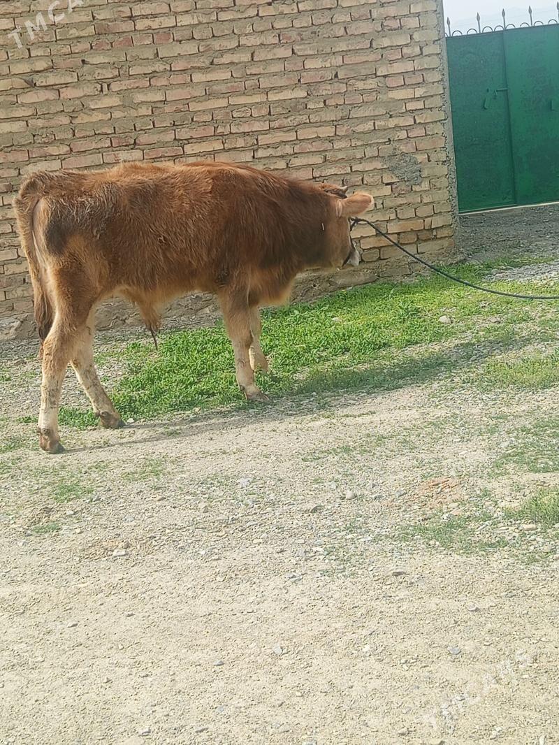 Okuz - Bäherden - img 1