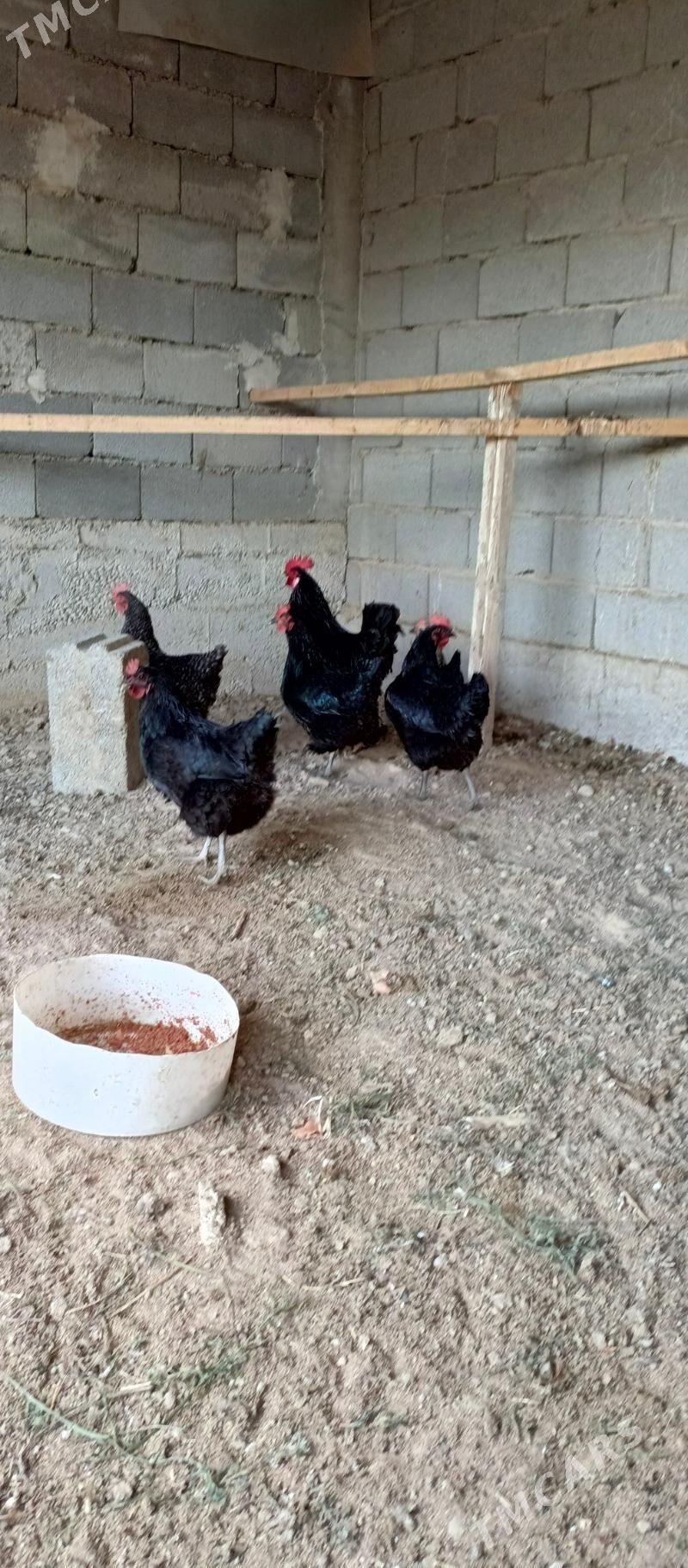 towuk - Aşgabat - img 1