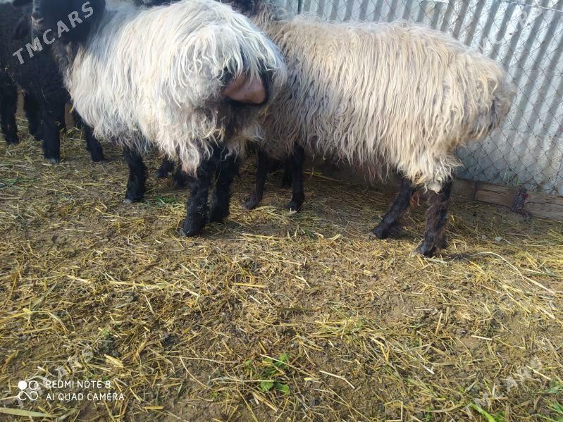 işek - Гёкдепе - img 1