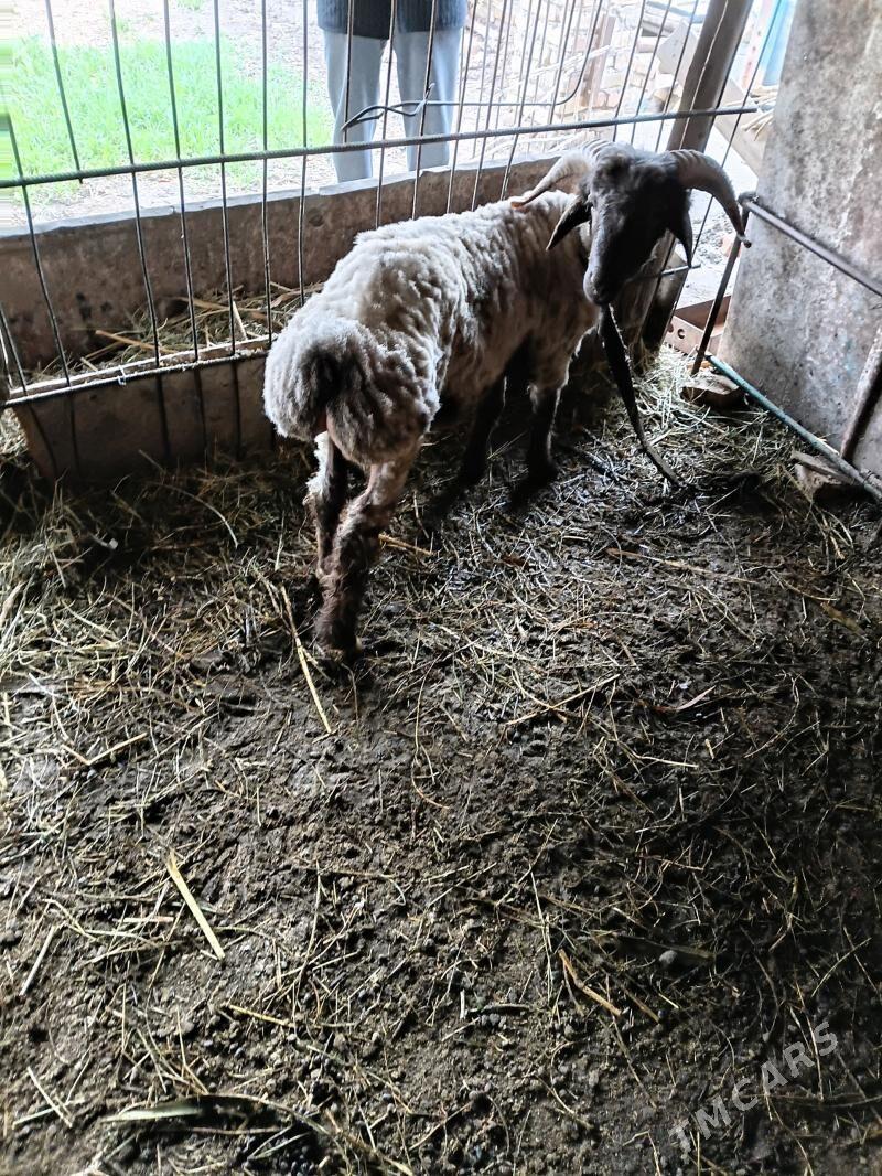 g0ckar - Дянев - img 1