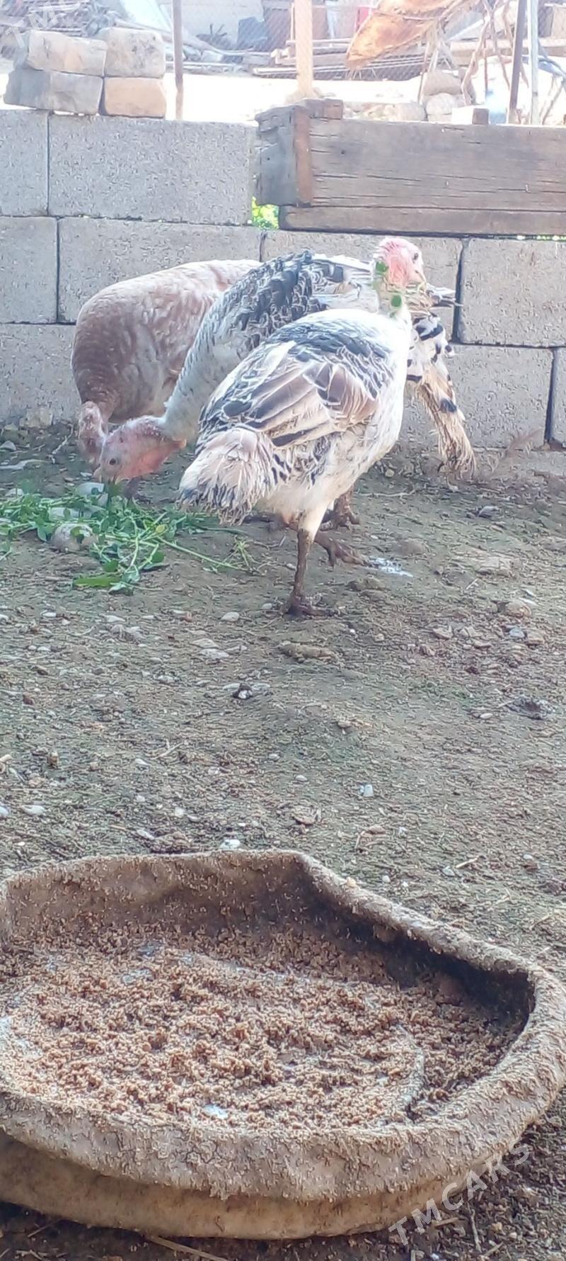 индук - Änew - img 1