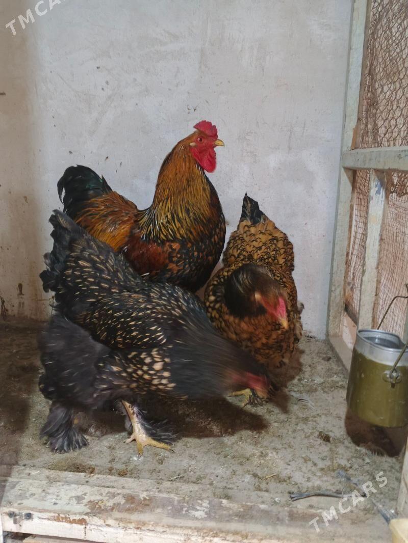 brama lasseti - Daşoguz - img 1