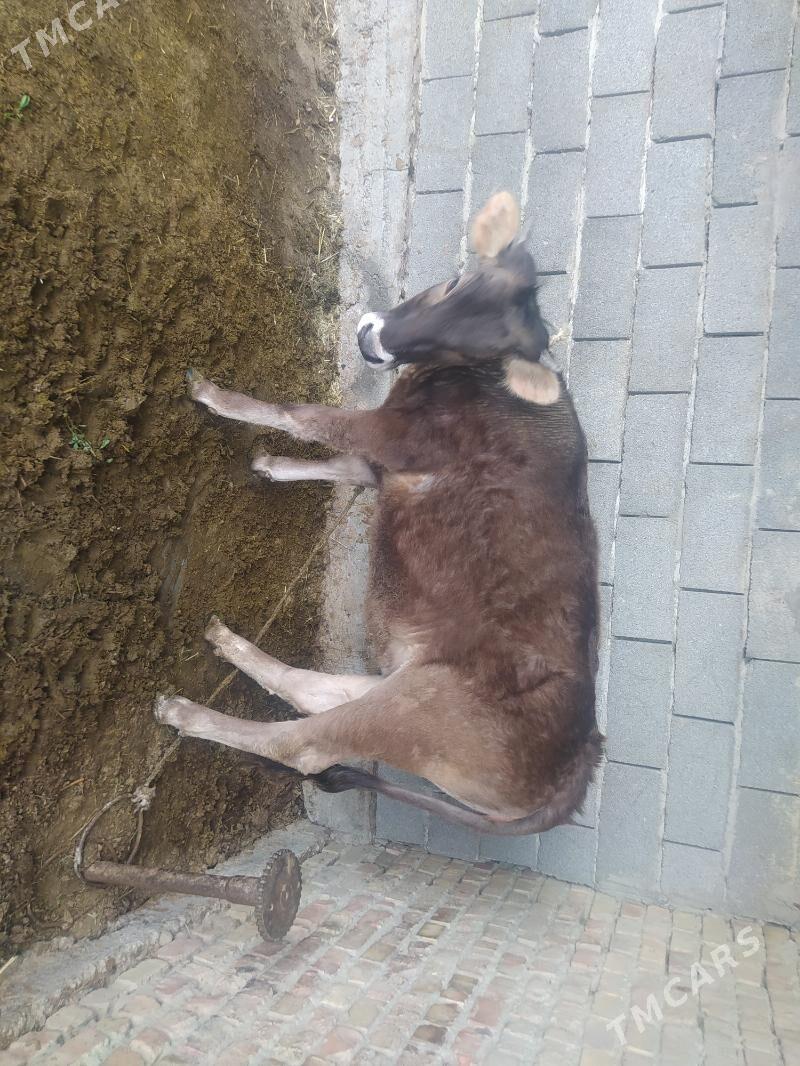 Tuwe - Bäherden - img 1