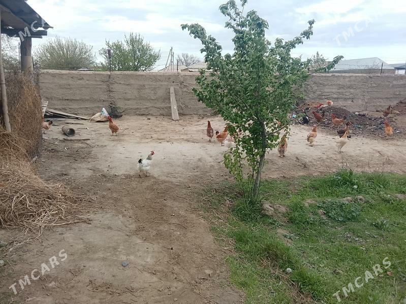 towuk - Bäherden - img 1