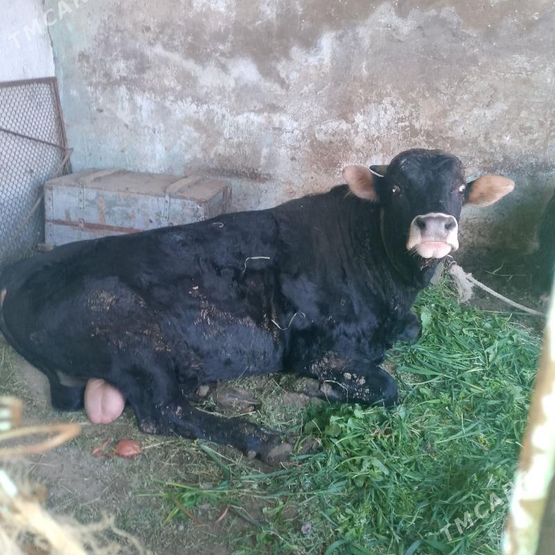 Bakylan okuz - Ашхабад - img 1