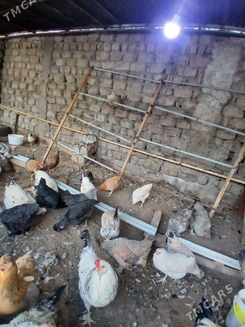 towuklar we horazlar - Garadamak Şor - img 1