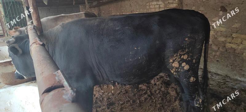 Okuz gibrit - Чоганлы - img 1