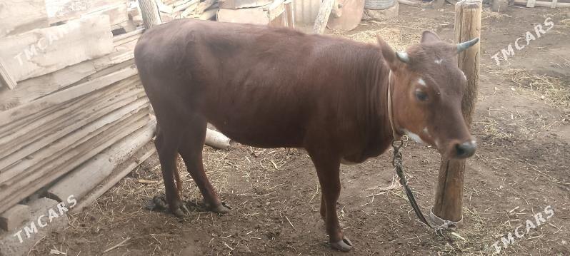 gulajyn - Мургап - img 1