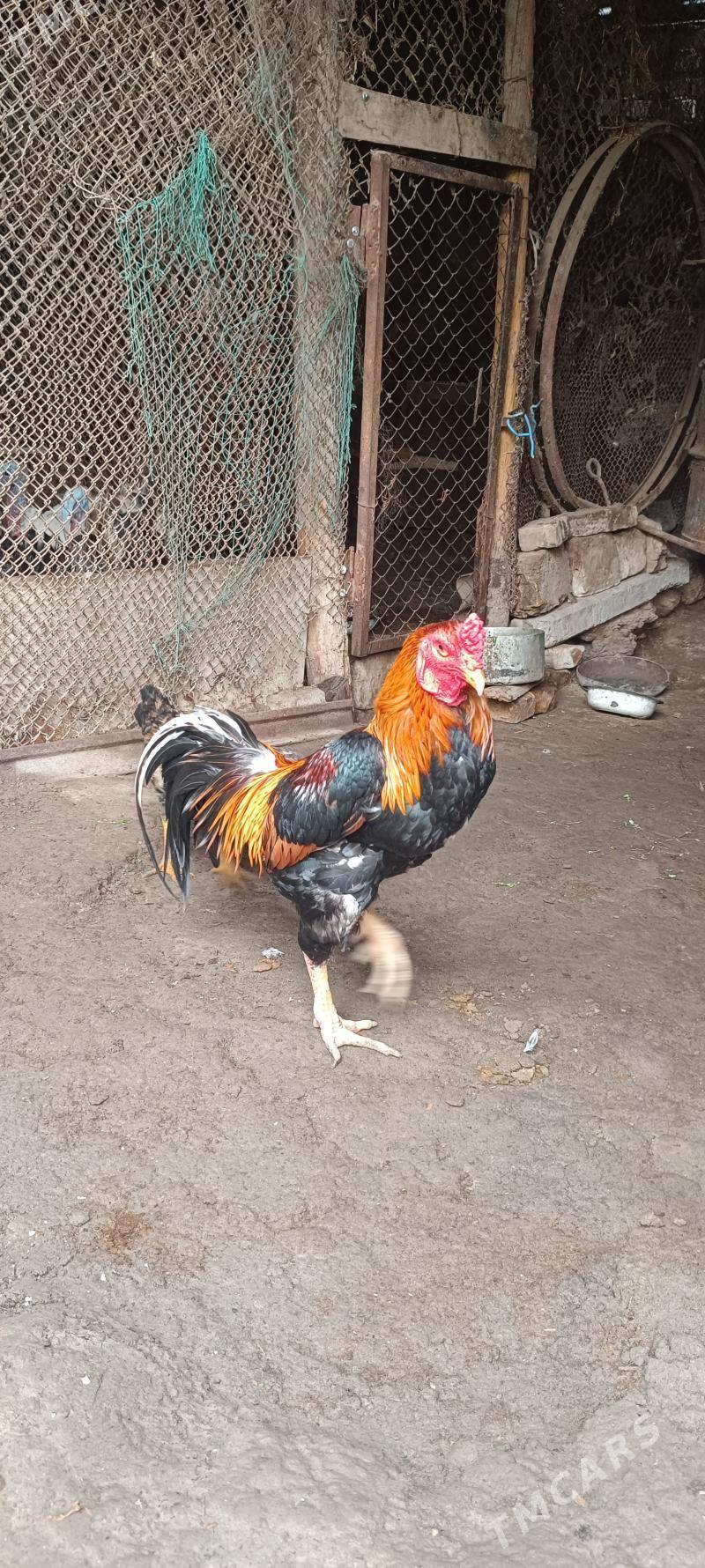 horaz - Farap - img 1