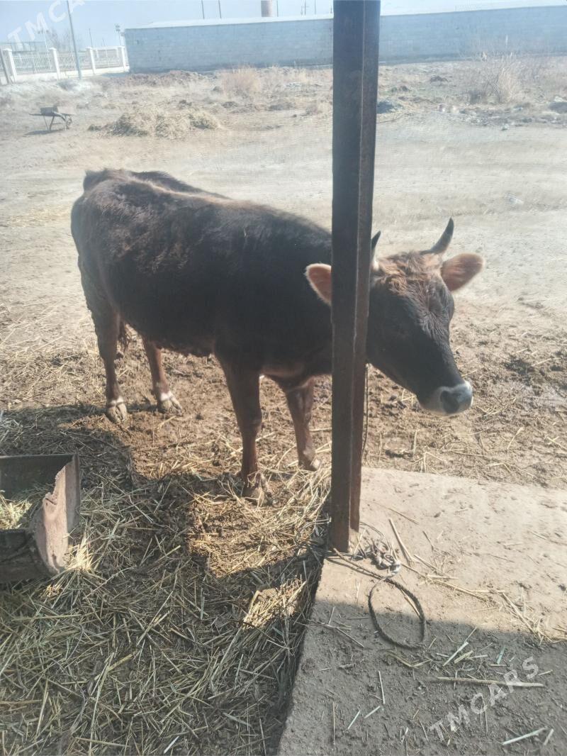 tüwe - Bäherden - img 1