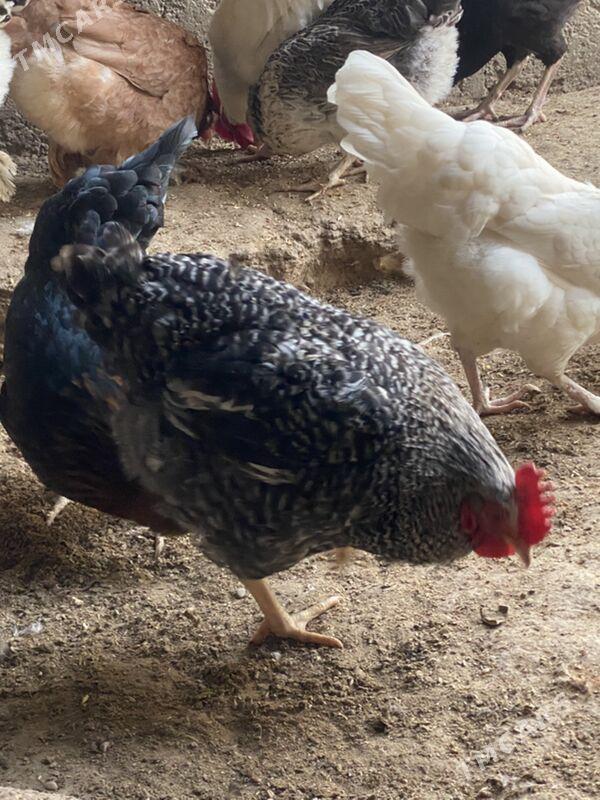 ataks - Балканабат - img 1