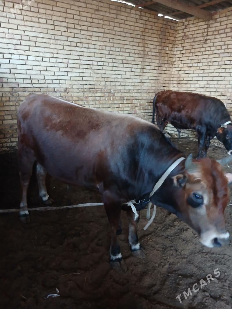 öküz - Векильбазар - img 1