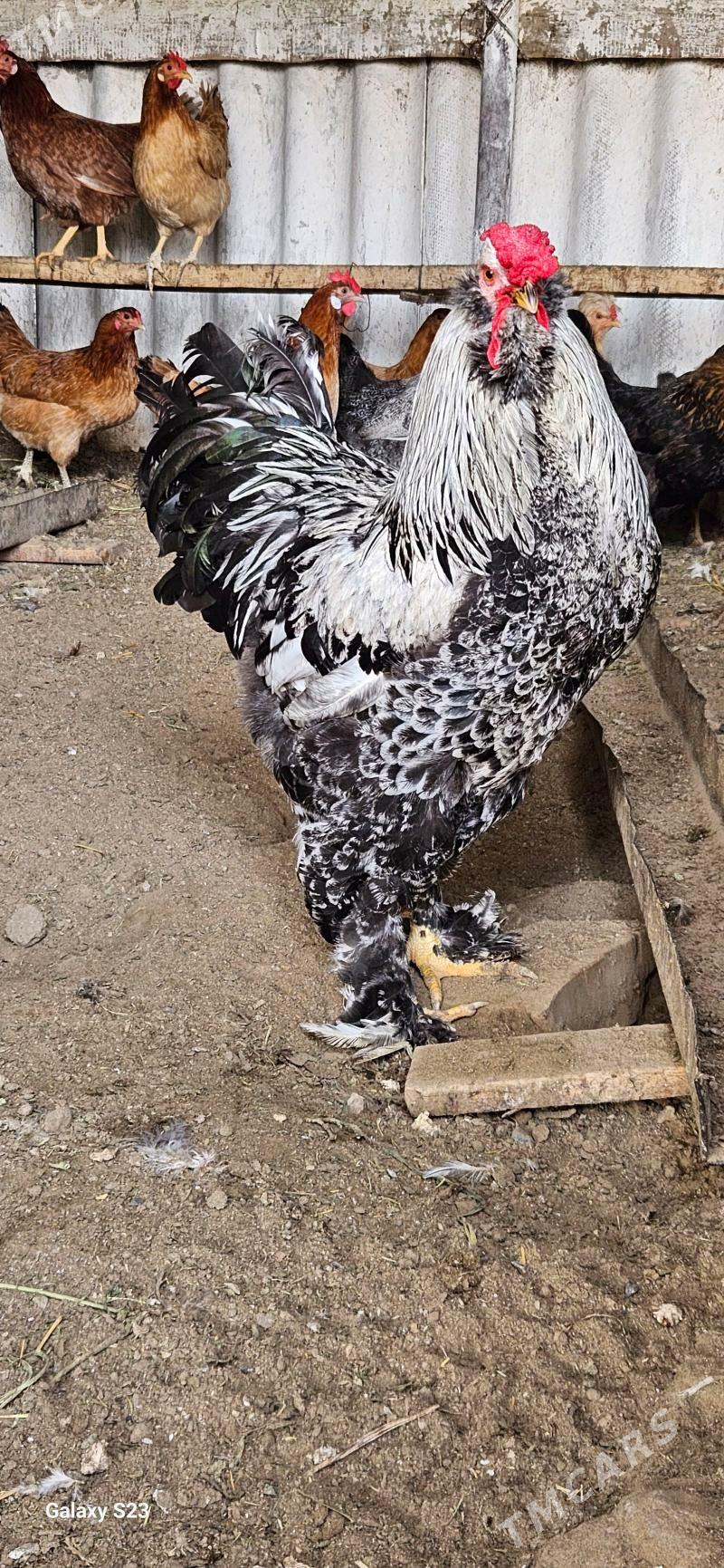 Horaz - Векильбазар - img 1