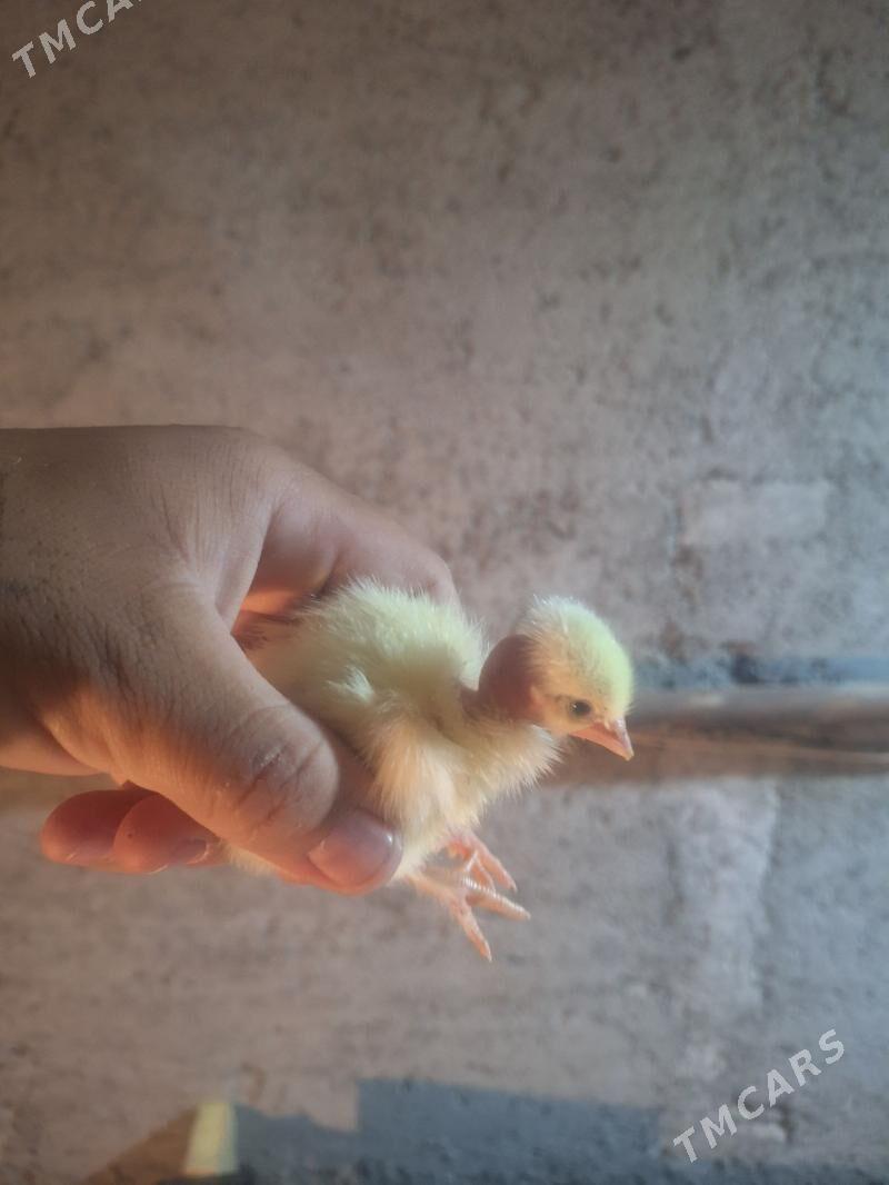 Galaseyka juyjeler - Туркменабат - img 1