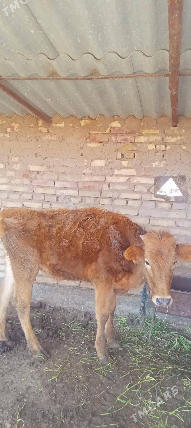 Tuwe - Babadaýhan - img 1