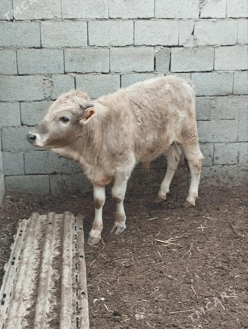 öküz - Гызыларбат - img 1