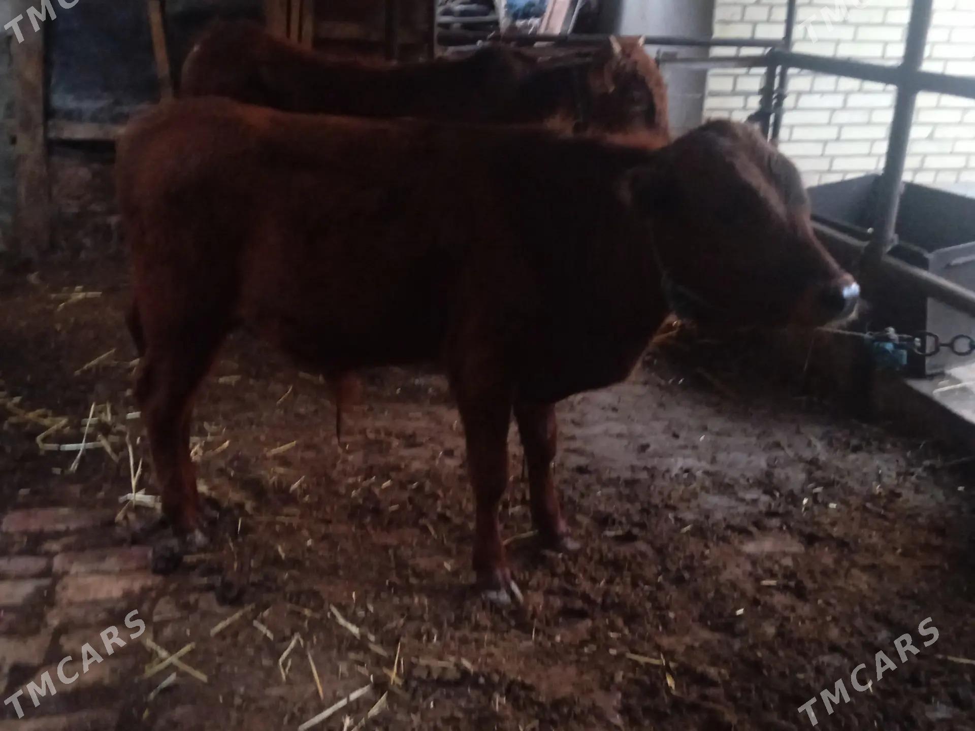 öküz - Туркменабат - img 1