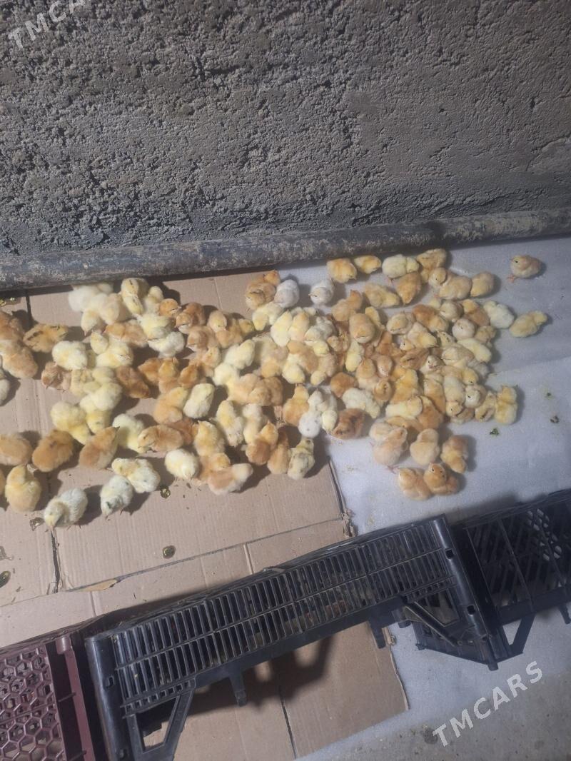 Meany juyjeler - Türkmenabat - img 1