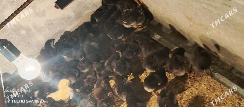 ataks jüjeler - Туркменабат - img 1