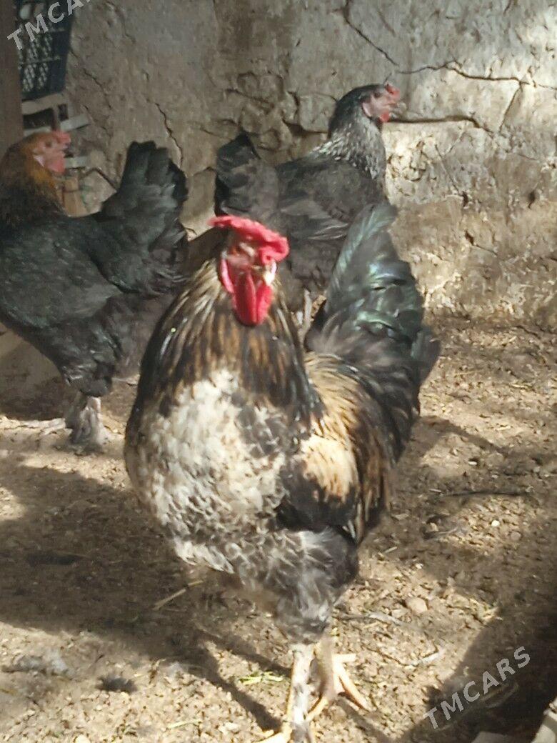 ýaş gowy horaz - Балканабат - img 1