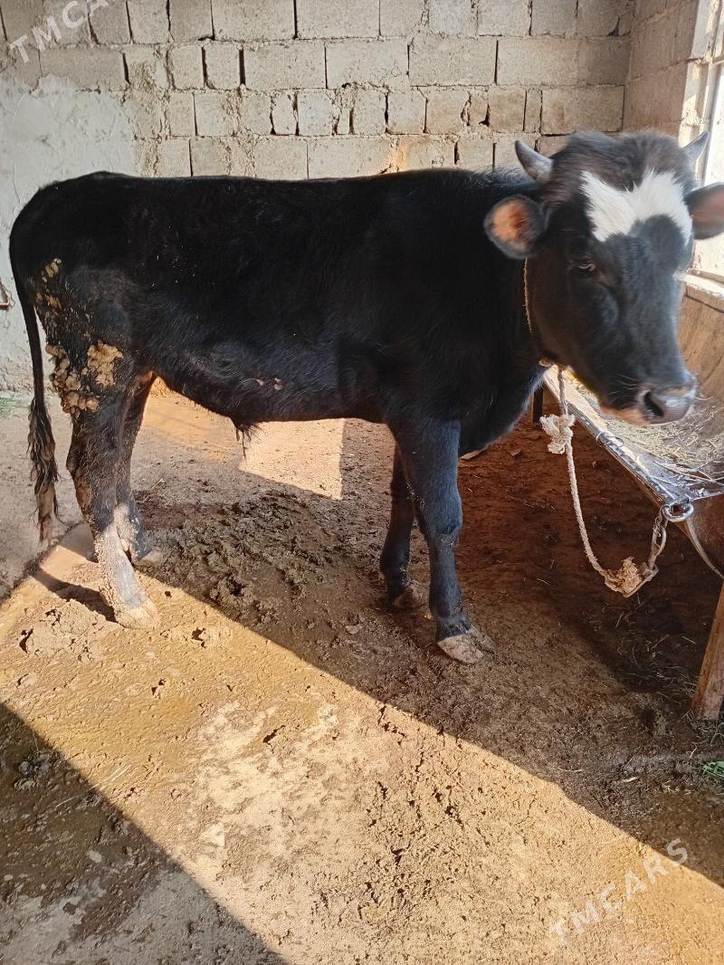 ŏkiz - Гызыларбат - img 1