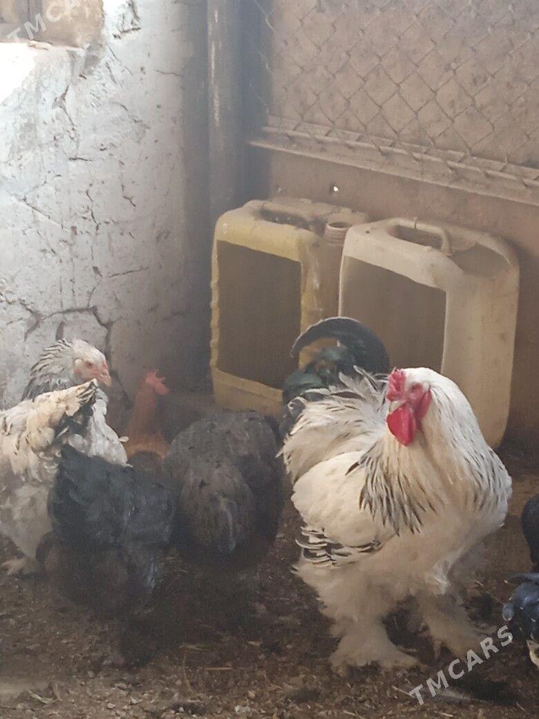 gigant we brama ýumurtgalary - Balkanabat - img 1