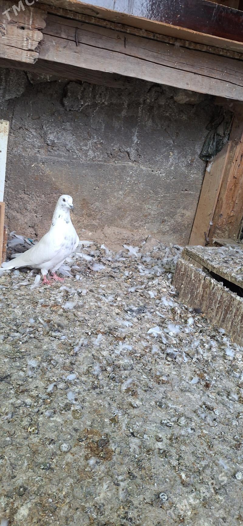 kepderi - Büzmeýin - img 1