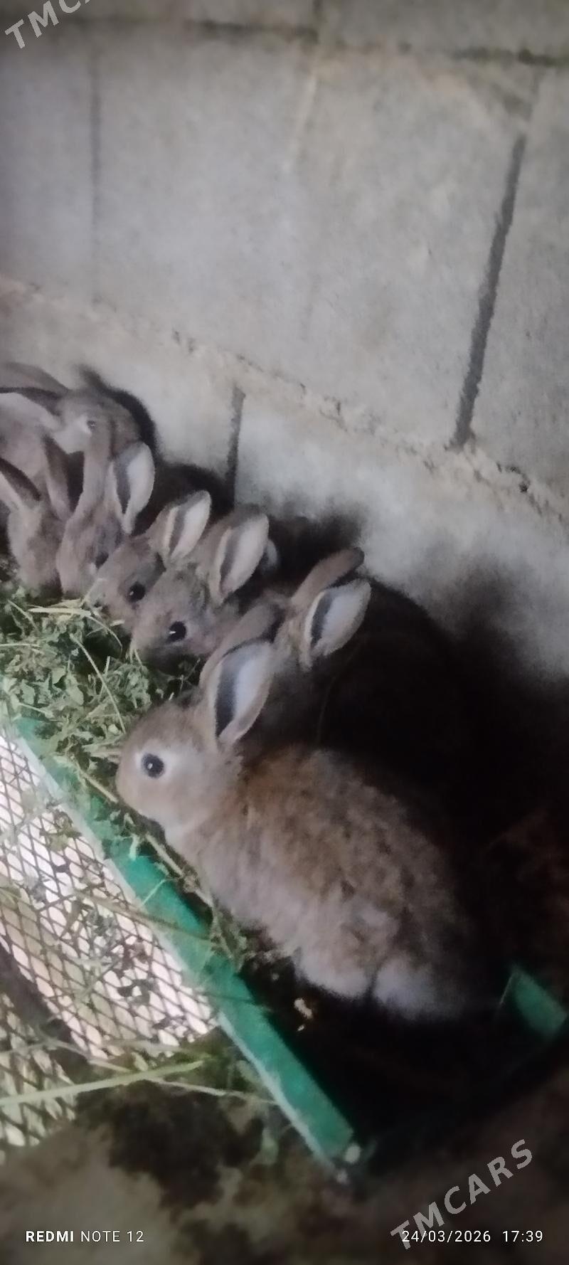 Towşan - Багир - img 1