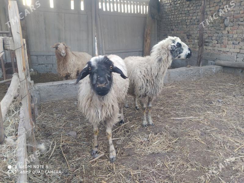 Koyunlar - Туркменабат - img 1