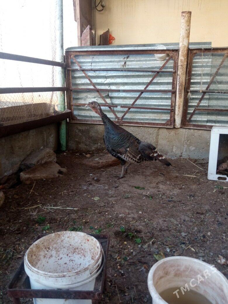 Induk - Balkanabat - img 1